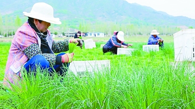 在充满希望和信心的村庄里