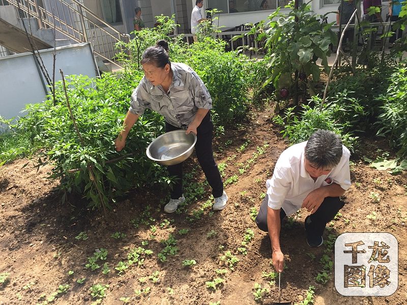 农家院的主人是57岁的村民吴贺云，三年前还是低收入户的她，如今靠着自己的农家院和一桌桌美味的“栗子宴”，年收入达十七八万，日子过得十分红火。图为吴贺云和家人在拾掇农家院里的小菜园。千龙网记者 薄晨棣摄
