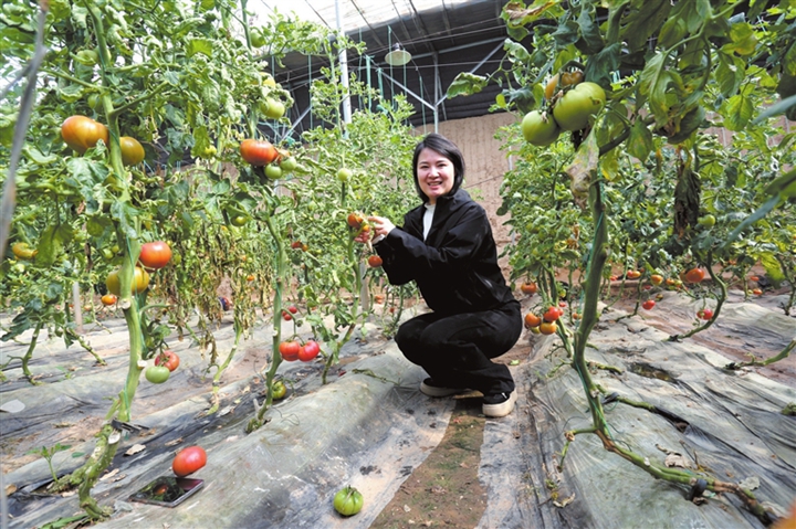 临汾：西红柿成熟上市 采摘正当时