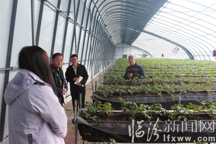 与会人员参观草莓大棚.jpg