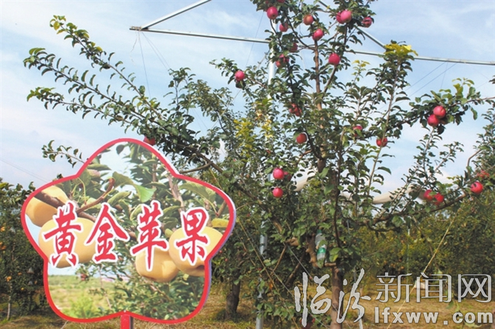 粪肥还田果园.jpg