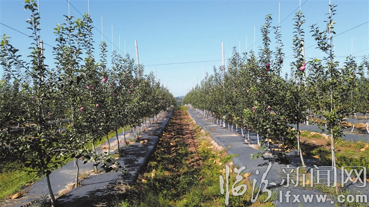 2024年栽植的矮化密植示范果园,实现当年栽树、二年挂果。.jpg