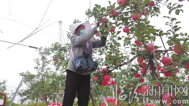 管护人员正在采摘“秦脆”苹果。.jpg