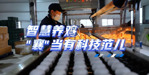 住“公寓”、吃“套餐”！襄汾这家养鸡场专业又智能