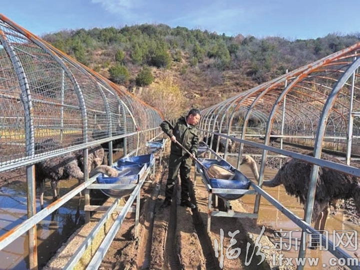 鸵鸟产业 蹚出新路.jpg