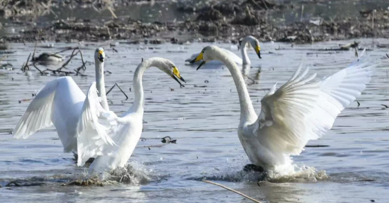 洪洞汾河国家湿地公园，白天鹅再“赴约”