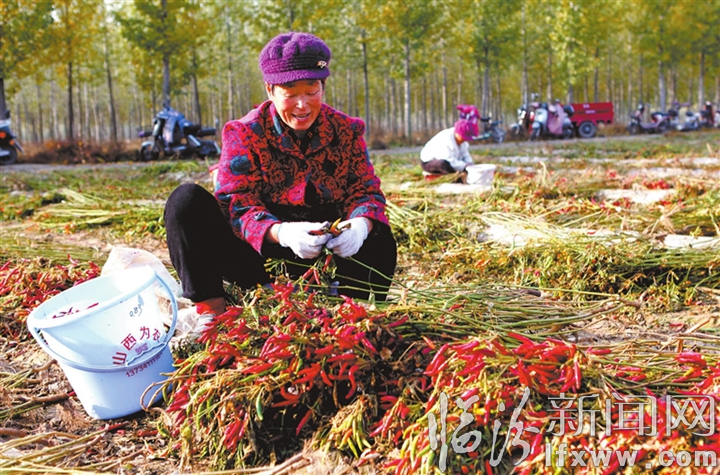 火红辣椒 富民强县.jpg