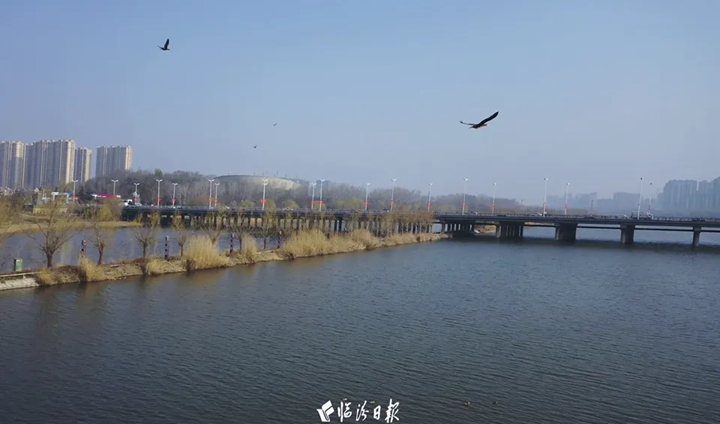 它来了，它来了！汾河岸畔迎来…
