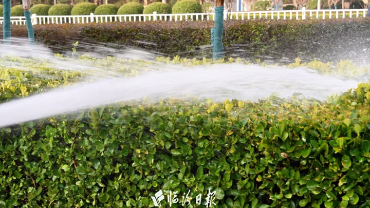 市区84万平方米绿地，披上“防寒水甲”！