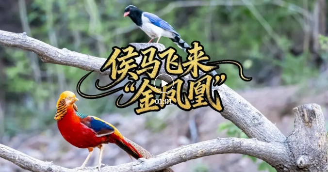 “金凤凰”现身！临汾摄影爱好者拍下珍贵影像