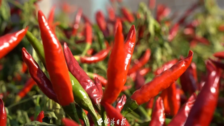 洪洞小辣椒，变身“金果果”！
