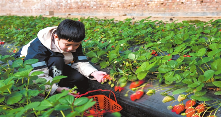 霍州：体验采摘乐趣