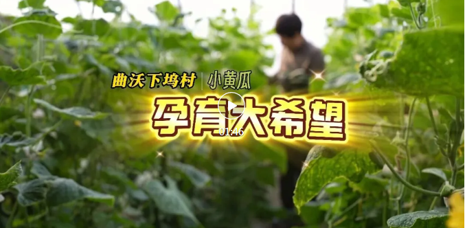 你吃的菜，可能来自曲沃“蔬菜专业村”→