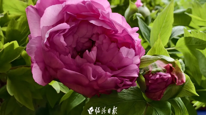 订单+++！古县牡丹正在派送中…