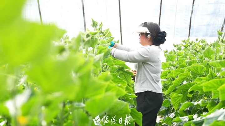 翼城县南唐乡：小小温室大棚成了“幸福园”