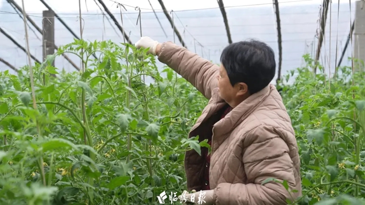 洪洞：172座大棚托起致富梦！