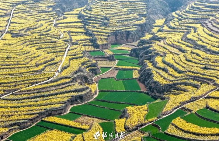 美呆了~翼城万亩连翘花开成海