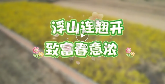 200余亩连翘花开正盛！浮山变成“金色田园”~