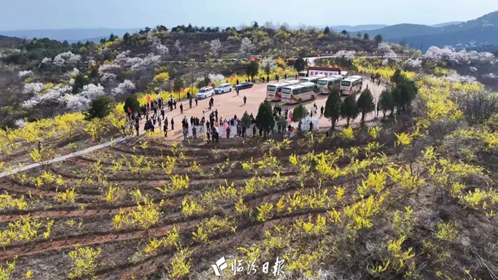 启幕！安泽连翘亮出国家级“金色名片”