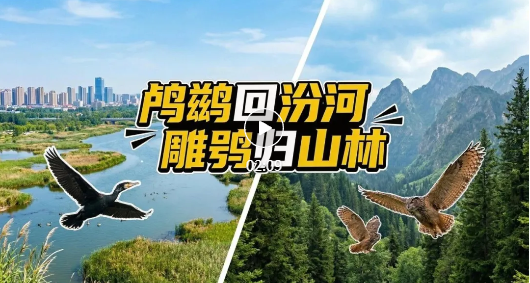 鸬鹚、雕鸮，回家了~