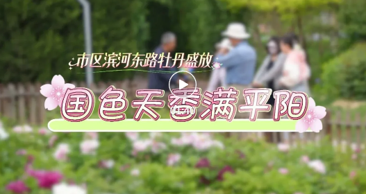 不用滤镜！临汾这里的牡丹原地出圈