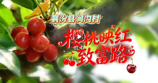 襄汾县涧沟村，红樱桃变成“金果果”！
