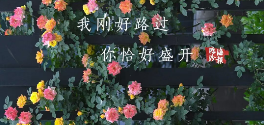 海报・临汾｜我刚好路过，你恰好盛开~