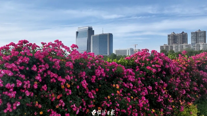 临汾初夏的浪漫氛围，从这里开始→