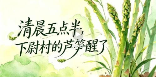 清晨五点半，襄汾田间抢收“黄金笋”！