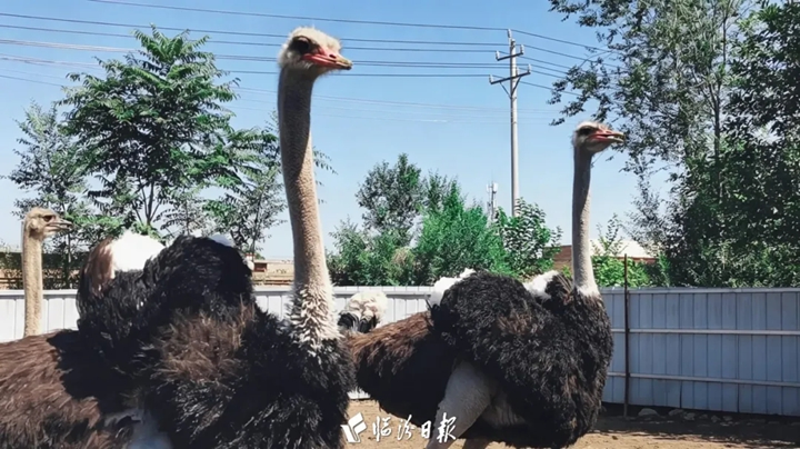 洪洞乡村“大长腿”，驮起致富梦！