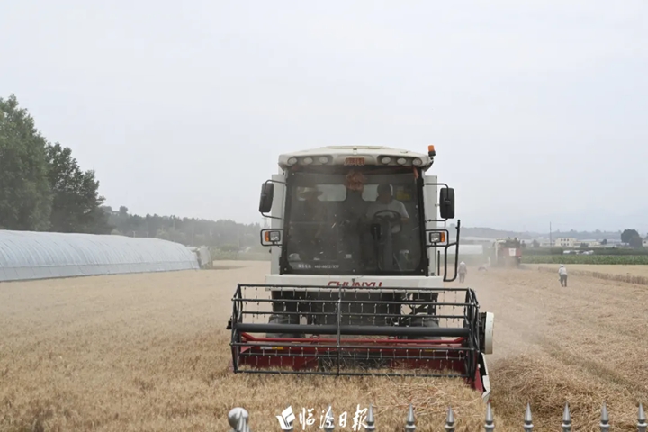 全省唯一！翼城小麦单产连续六年突破800公斤