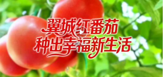 翼城小番茄，种出“致富甜”！