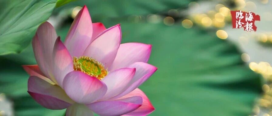 海报・临汾｜不与百花争艳，只在盛夏独清~