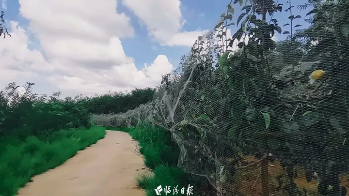 临汾这里，梨香满山野！~