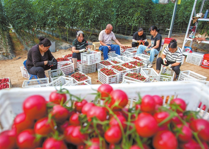 乡宁县：特色农业助力农民增收