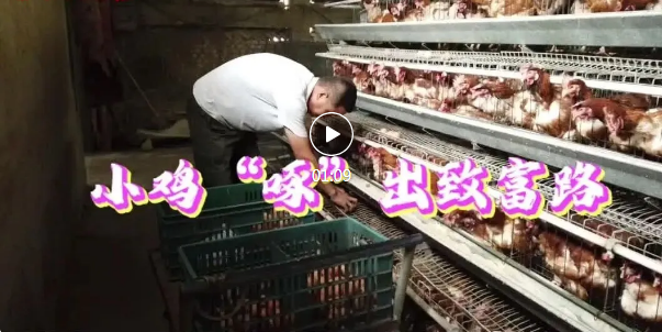 浮山这对夫妻，养鸡闯出致富路~