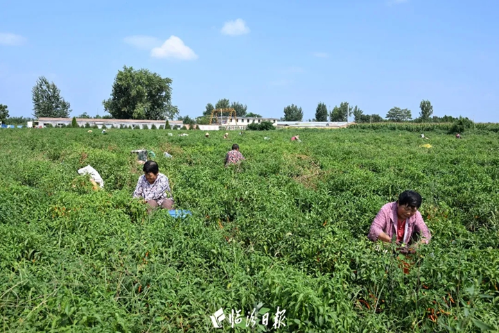 百亩辣椒大丰收！尧都区这个村“火辣辣”~