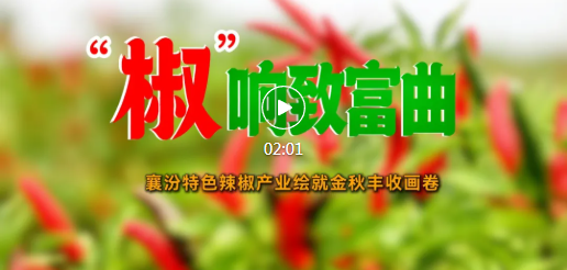 好一幅丰收画卷！看襄汾“椒”响致富曲~