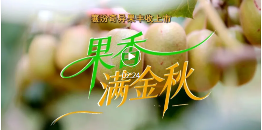 果香四溢！襄汾奇异果迎来丰收季~