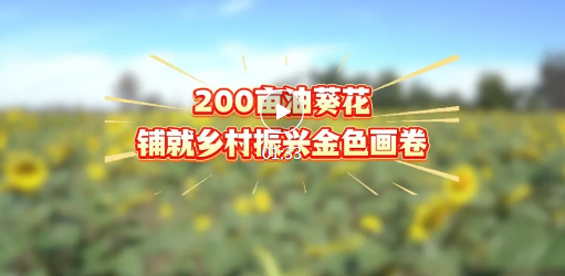浮山200亩油葵花进入盛花期！快去打卡~