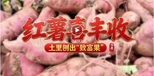 亩产2700斤！临汾这个村土里刨出“金疙瘩”…