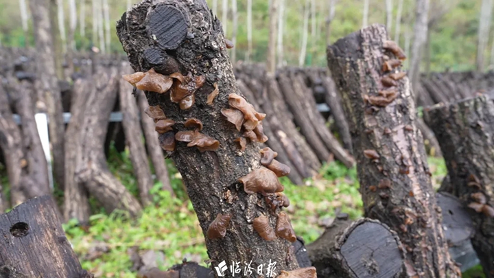 古县山区里的“黑黄金”，迎来丰收季！
