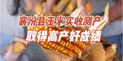 亩产1012.78公斤！襄汾玉米实收测产取得高产好成绩