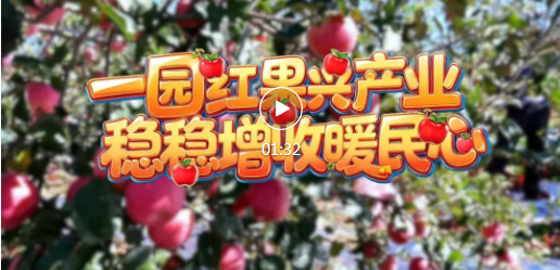 金秋摘果正当时！浮山佛岭果园开启丰收模式