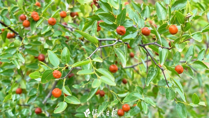 古县荒坡种酸枣，红果变“金果”！