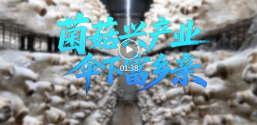 襄汾塬上种菌菇，撑起乡村振兴“致富伞”！