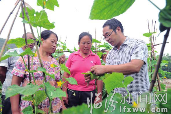 农业技术人员给菜农讲解蔬菜的病虫防治。 