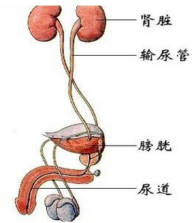 肾结石是怎样的一种痛 0925502a3-0.jpg