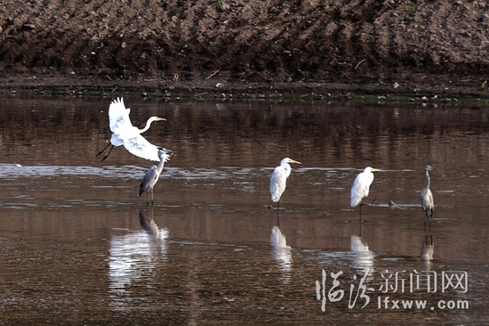又见水鸟“嬉”汾河