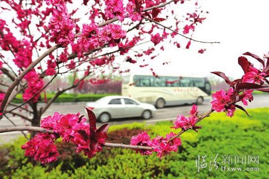 花海灿若云霞 